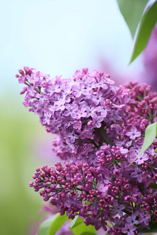 Free Selective Focus Photo of Blooming Purple Lilac Flowers Stock Photo
