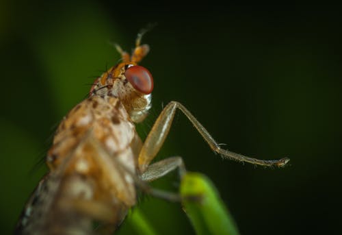 茶色の昆虫のマクロ写真