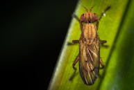 这张绿叶上苍蝇的宏观特写照片，清晰地展现了翅膀复杂的图案与纹理