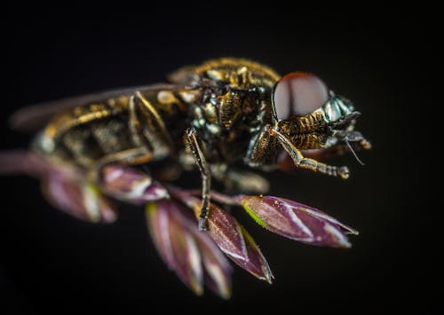 Macro Photography of Fly Perching on Purple Flower