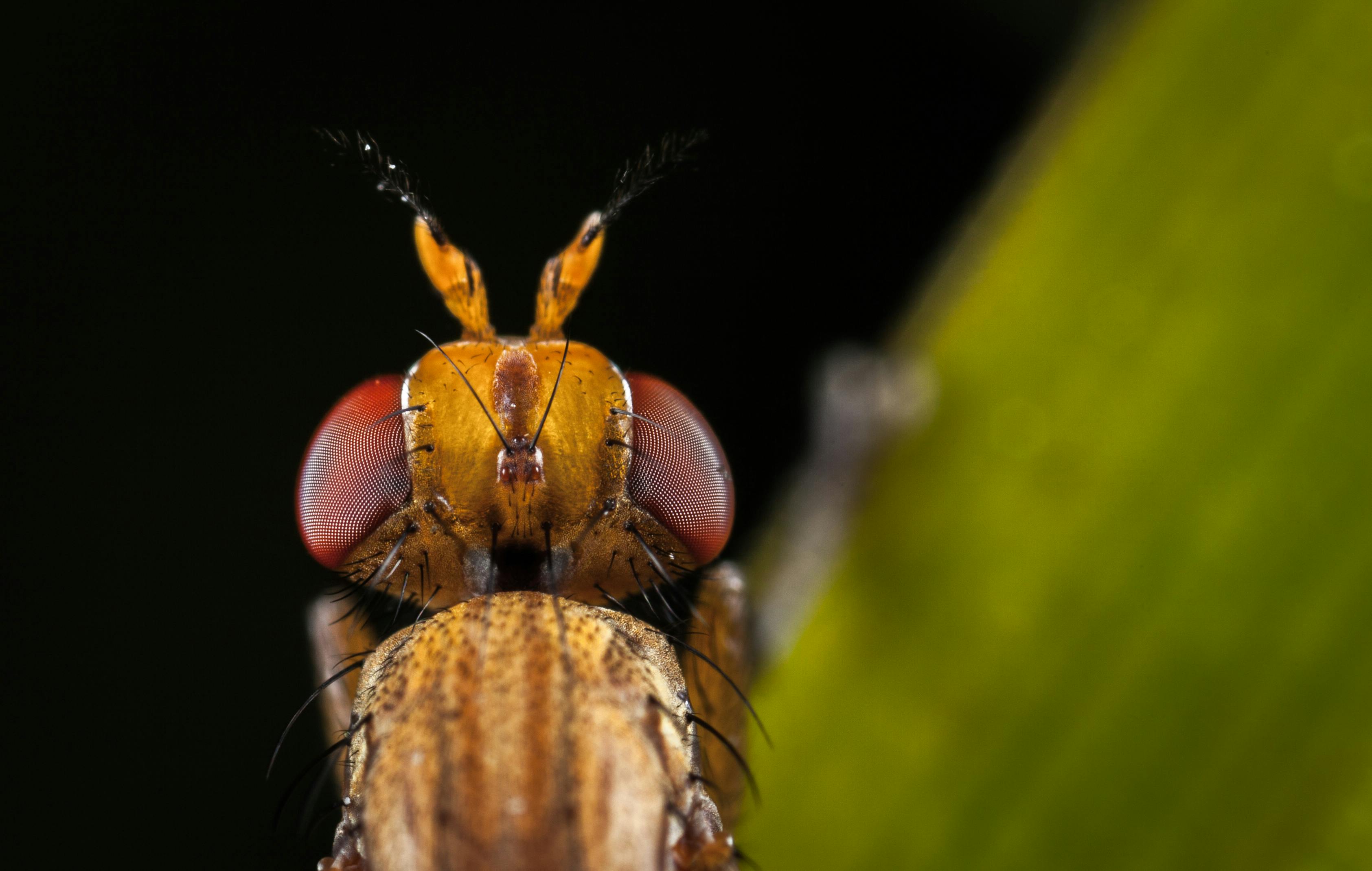 macro photography of brown insect