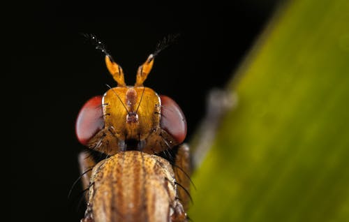 Macro Photography of Brown Insect