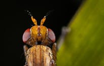 一张绿叶上栖息着充满活力的苍蝇的宏观特写照片