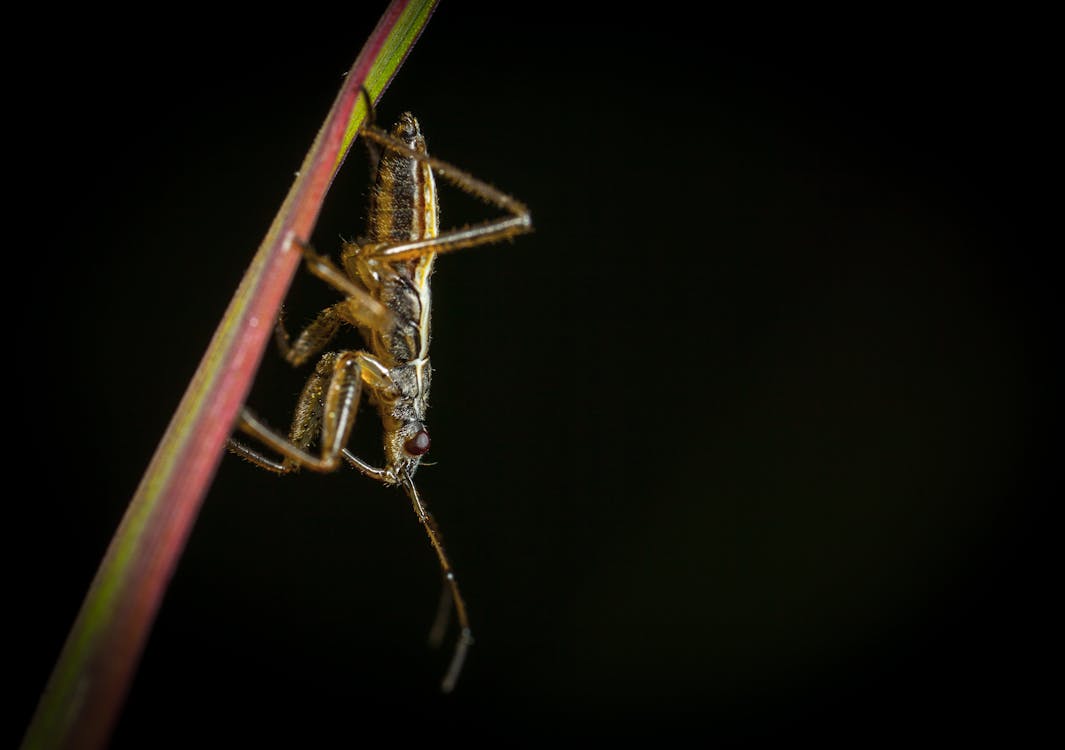 Are Crickets Good Luck?