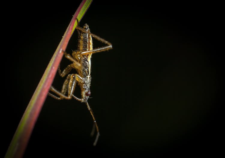 Cricket On A Leaf 