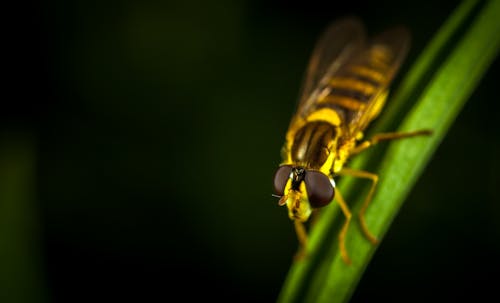 Free Hover Fly in Micro Photography Perching on Green Leaf Stock Photo