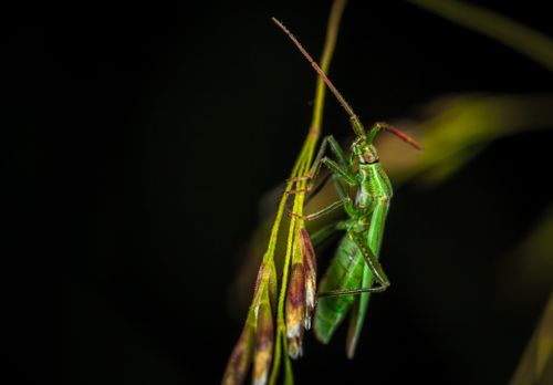 Free Close-up of a green grasshopper perched on a plant in a natural setting. Stock Photo