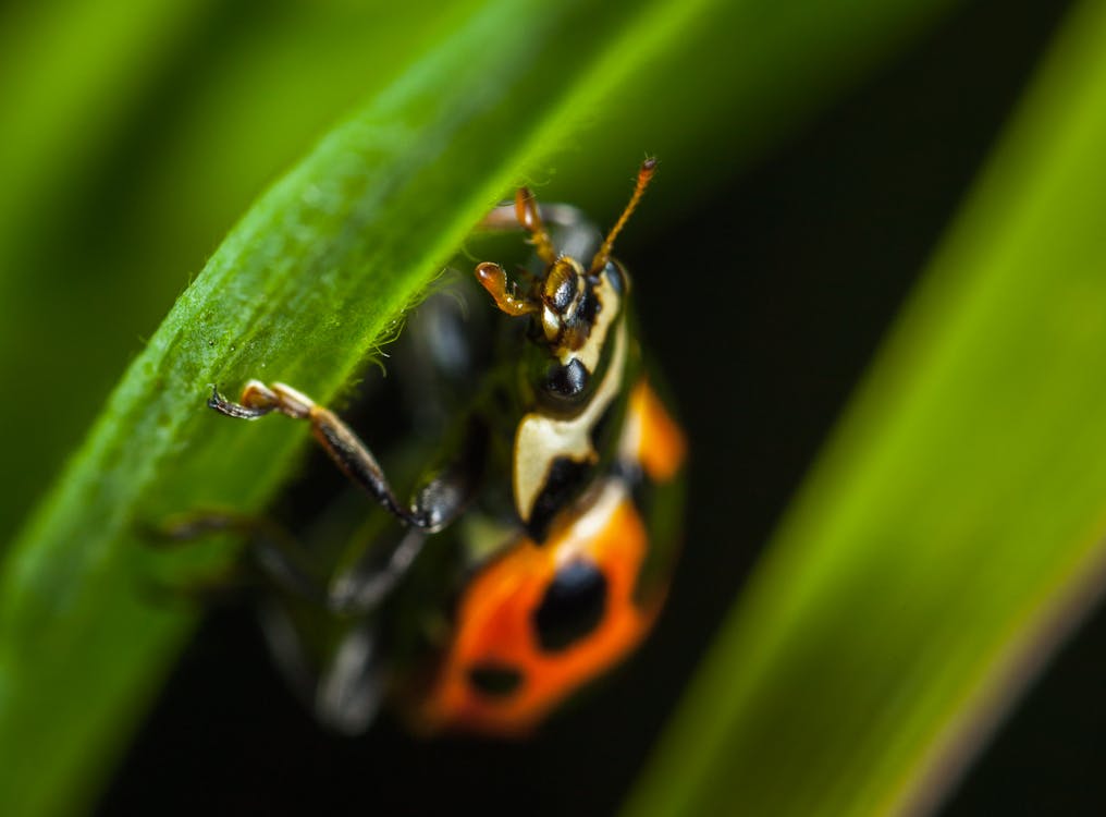 Micro Photography of Orange Ladybug Perching on Leaf