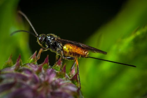 Ilmainen kuvapankkikuva tunnisteilla ampiainen, antenni, biologia