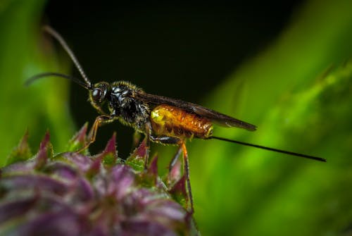 Fotografia Del Primo Piano Della Vespa Nera E Gialla