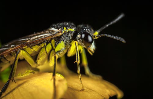Groen En Zwart Gevleugeld Insect In Microfotografie