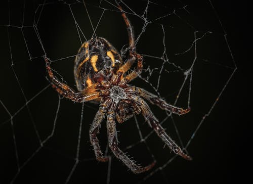 Brown Barn Spider in Closeup Photography