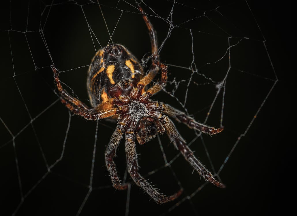 Brown Barn Spider in Closeup Photography