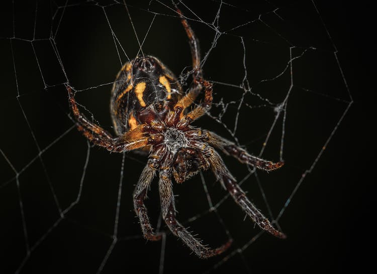 Brown Barn Spider In Closeup Photography