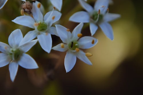 Foto d'estoc gratuïta de blanc, blanc i groc, bokeh