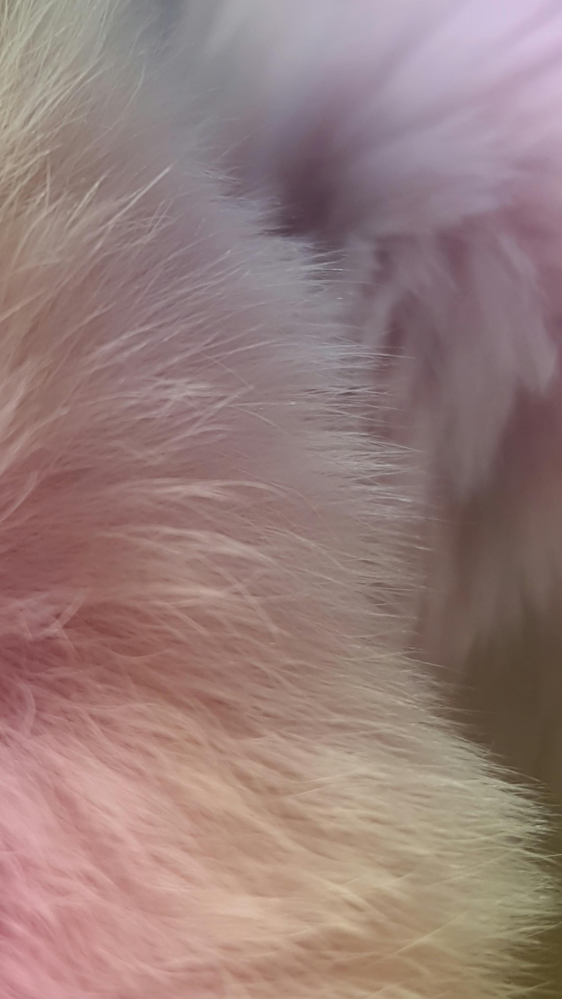 Free stock photo of fur, pink, winter