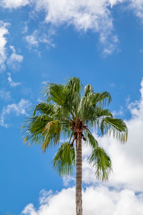 Photos gratuites de ciel bleu, contre-plongée, feuilles