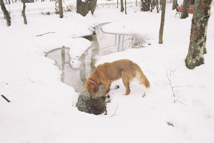 A Dog Drinking Water On A Puddle