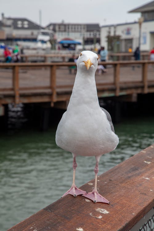 Seagull Perched on Wooden Railing