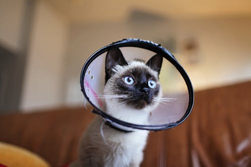 Free Siamese Cat Wearing Colar Cone Stock Photo