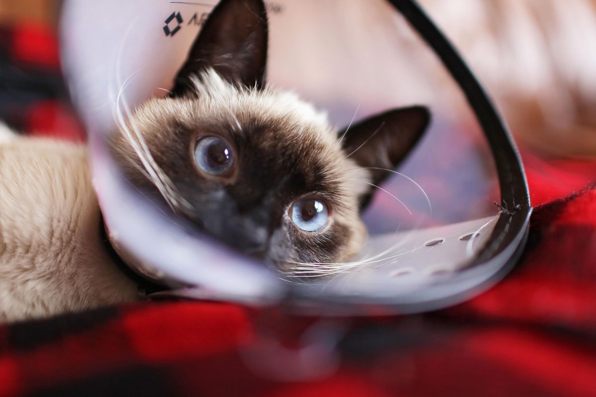 Vet Costs in Germany 2026: GOT Prices for Blood Tests and Dental