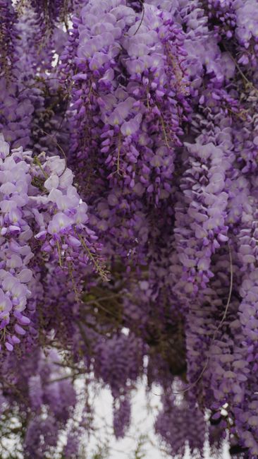 Close-up of enchanting purple Chinese wisteria flowers cascading elegantly, showcasing nature's beauty.
