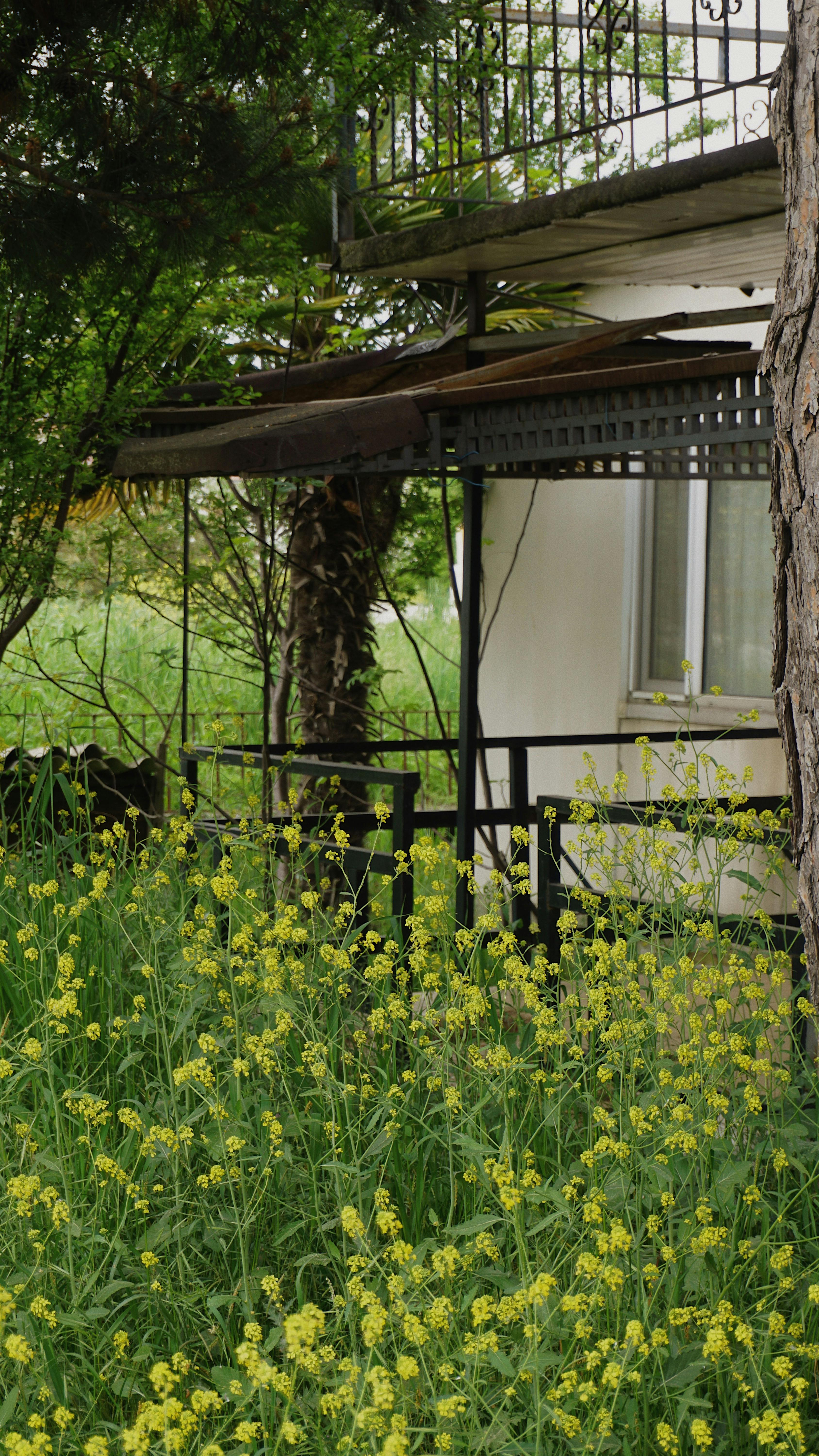 A lush garden with yellow wildflowers surrounds a rustic house under a metal awning, evoking a tranquil summer day.