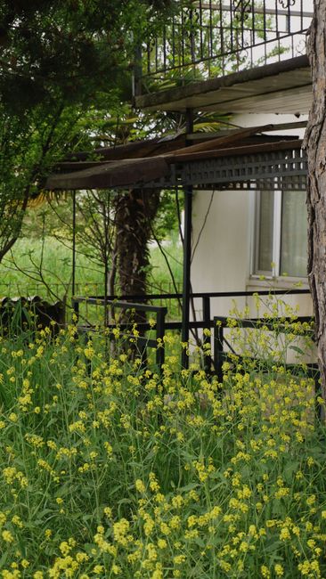 A lush garden with yellow wildflowers surrounds a rustic house under a metal awning, evoking a tranquil summer day.
