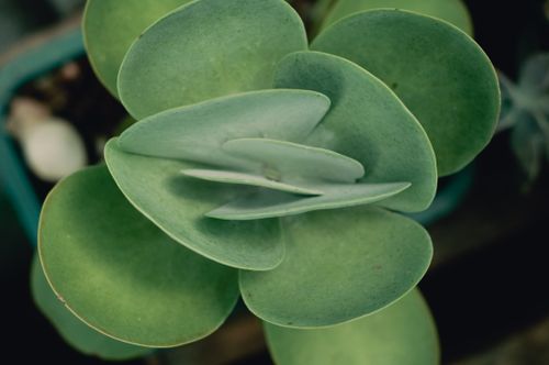 Free Detailed view of green Kalanchoe succulent leaves, showcasing natural patterns. Stock Photo