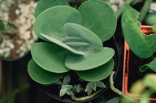 Free Detailed view of a vibrant green succulent plant with lush leaves in a pot. Stock Photo