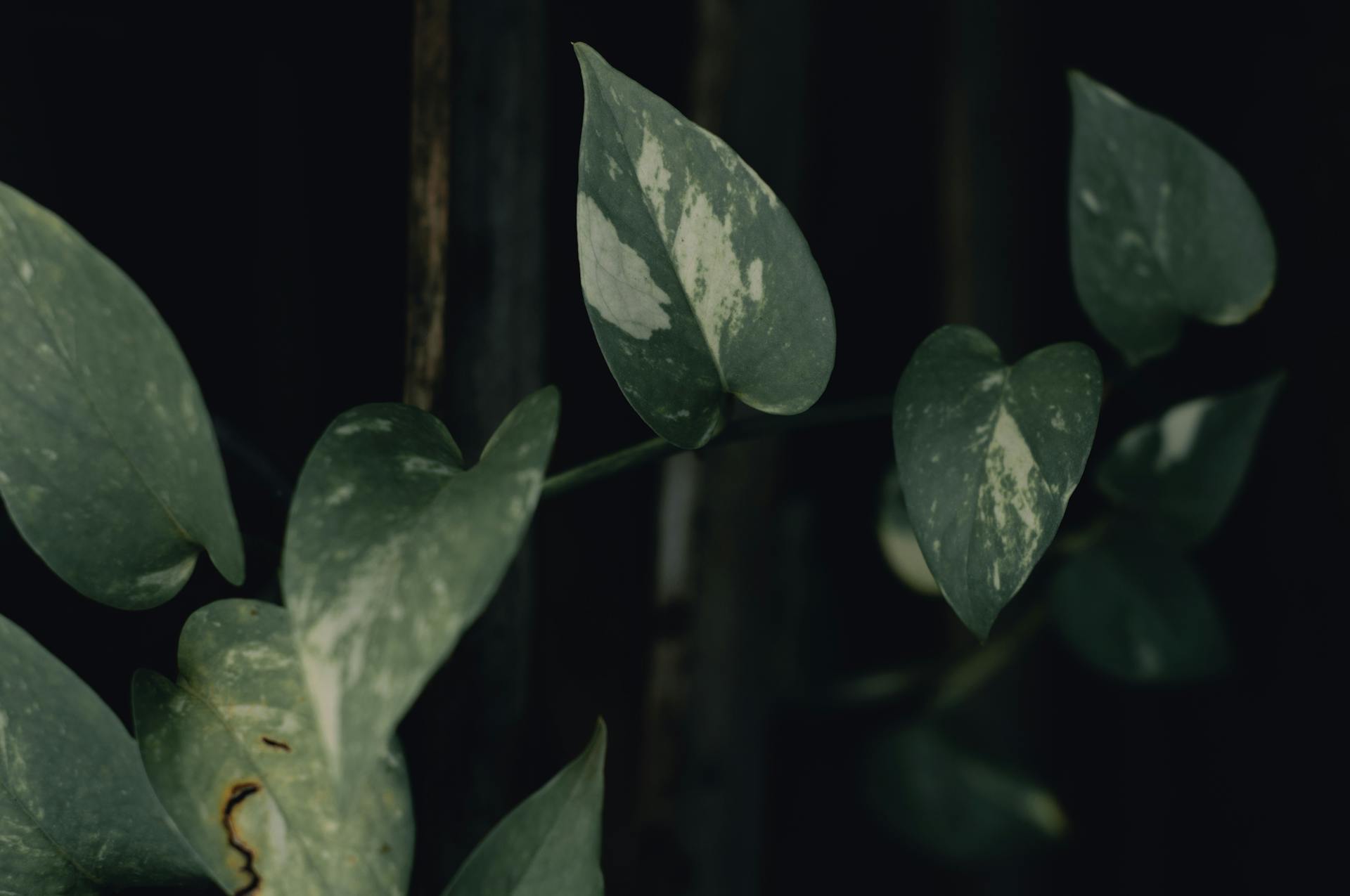 Green and Silver Leaves of a Pothos Plant