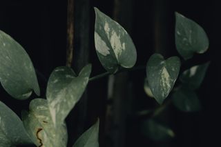 Detailed view of pothos leaves with variegated patterns, captured in moody lighting.