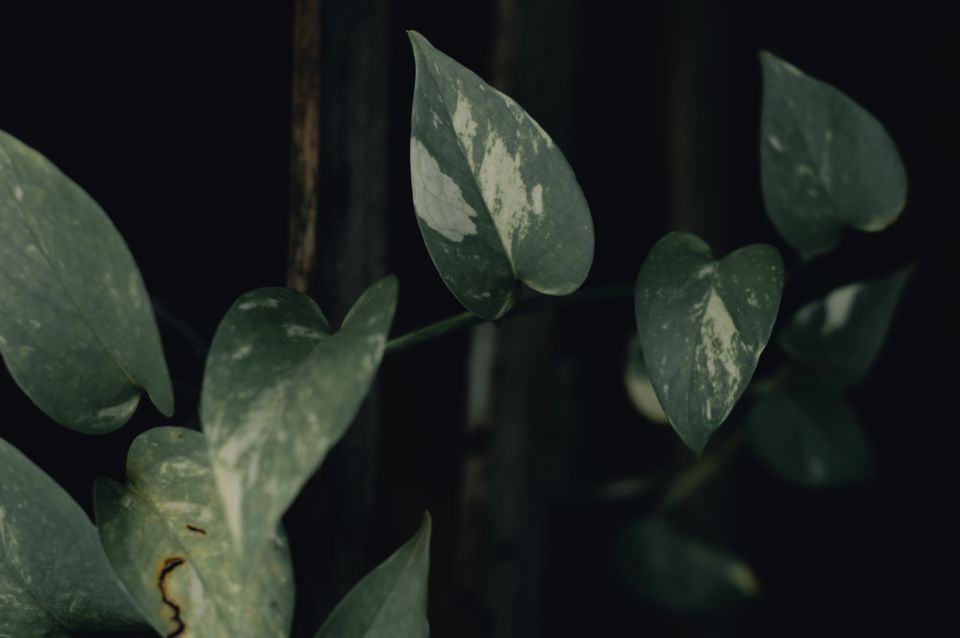 Detailed view of pothos leaves with variegated patterns, captured in moody lighting.