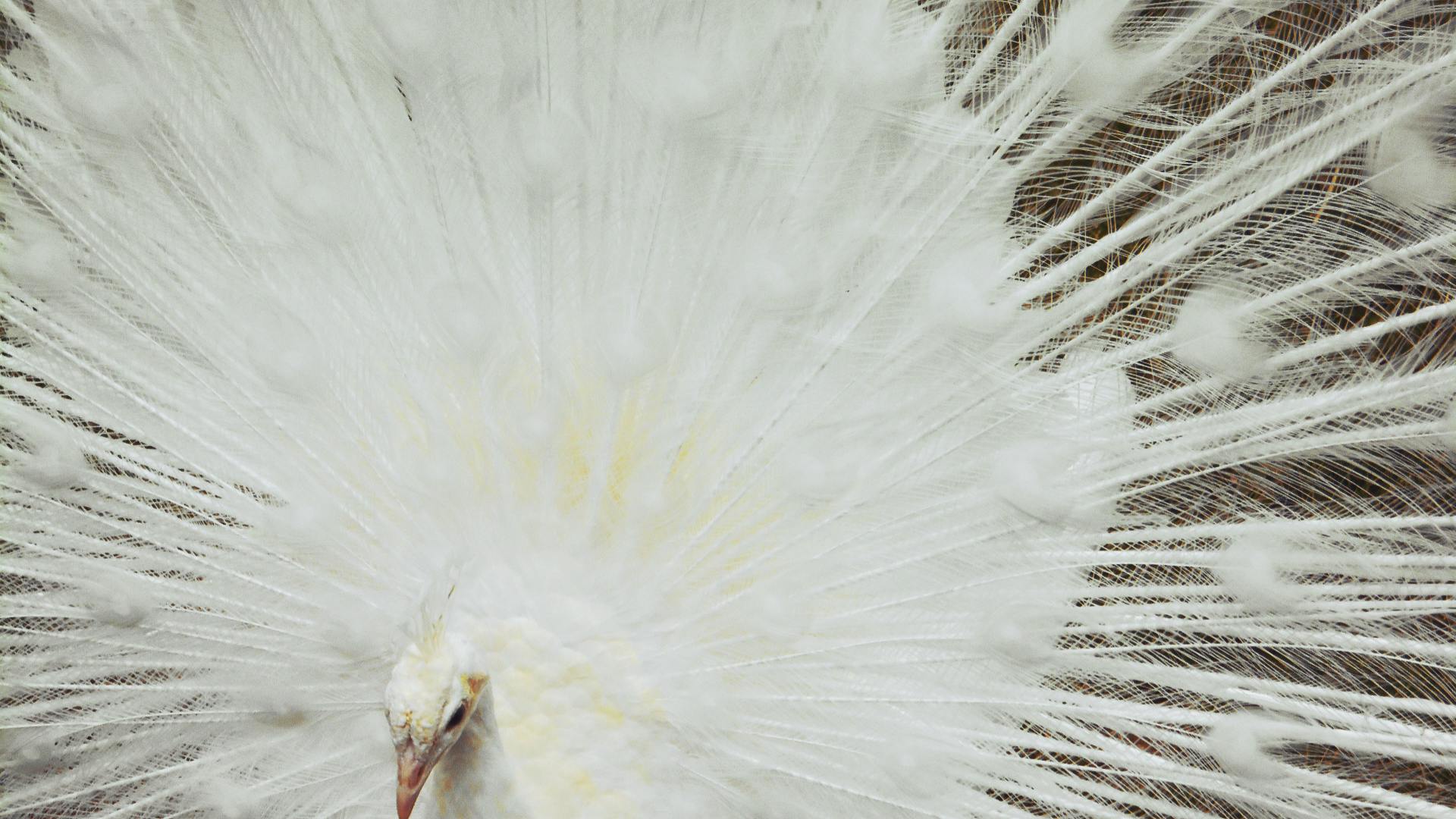 Free stock photo of white peacock