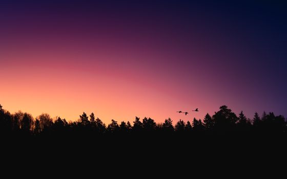 A tranquil sunset casts vibrant hues over a forest silhouette with birds flying, creating a peaceful scene.
