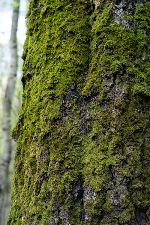 Free Close-up Photo of Moss on Tree Trunk Stock Photo