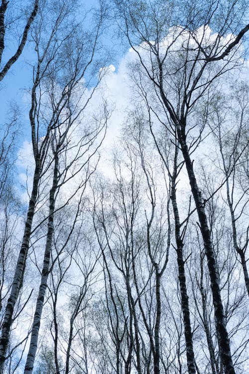 Low Angle Photography of Bare Trees Under Blue Sky