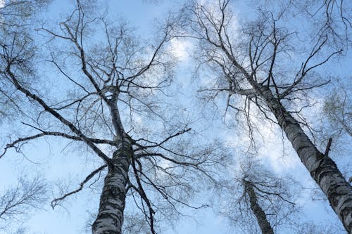 Low Angle Photography of Leafless Trees Under Blue Sky