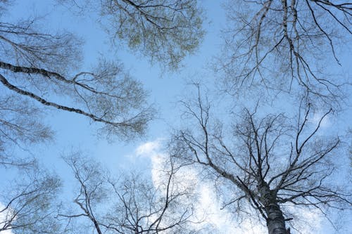 grátis Foto profissional grátis de alto, árvores, céu azul Foto profissional