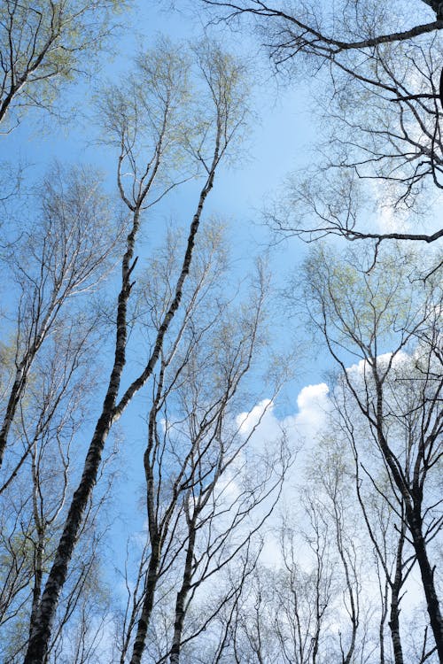 Ücretsiz Ağaç dalları, ağaç gövdeleri, ağaçlar içeren Ücretsiz stok fotoğraf Stok Fotoğraflar