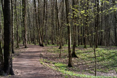 Free A tranquil forest path surrounded by tall trees and new spring foliage, inviting and peaceful. Stock Photo