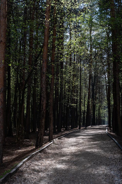 An Unpaved Pathway in the Woods