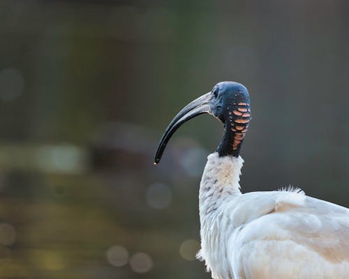 Close Up Photo of a White Bird with long Beak