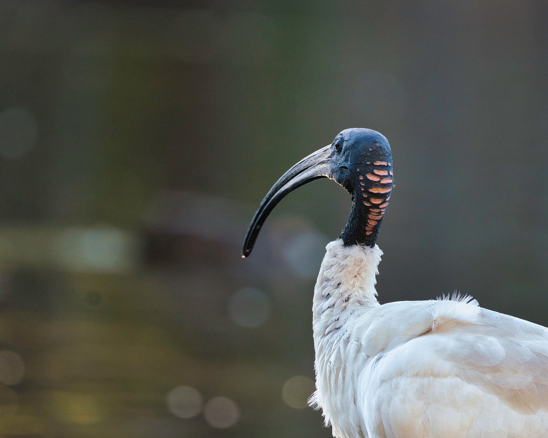 Detailed close-up of a Malagasy Sacred Ibis with blurred background, showcasing its distinctive plumage.