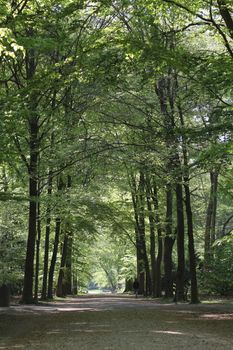 Serene forest pathway in Antwerpen, Belgium, surrounded by lush greenery.