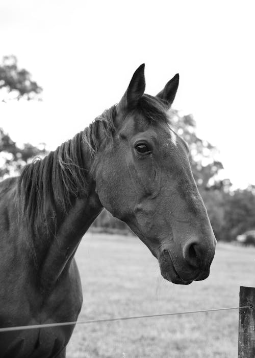 Grayscale Photo of a Horse 