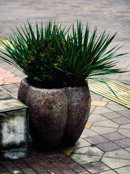 特写展示户外图案路面上盛满花盆的植物，体现绿化和城市装饰
