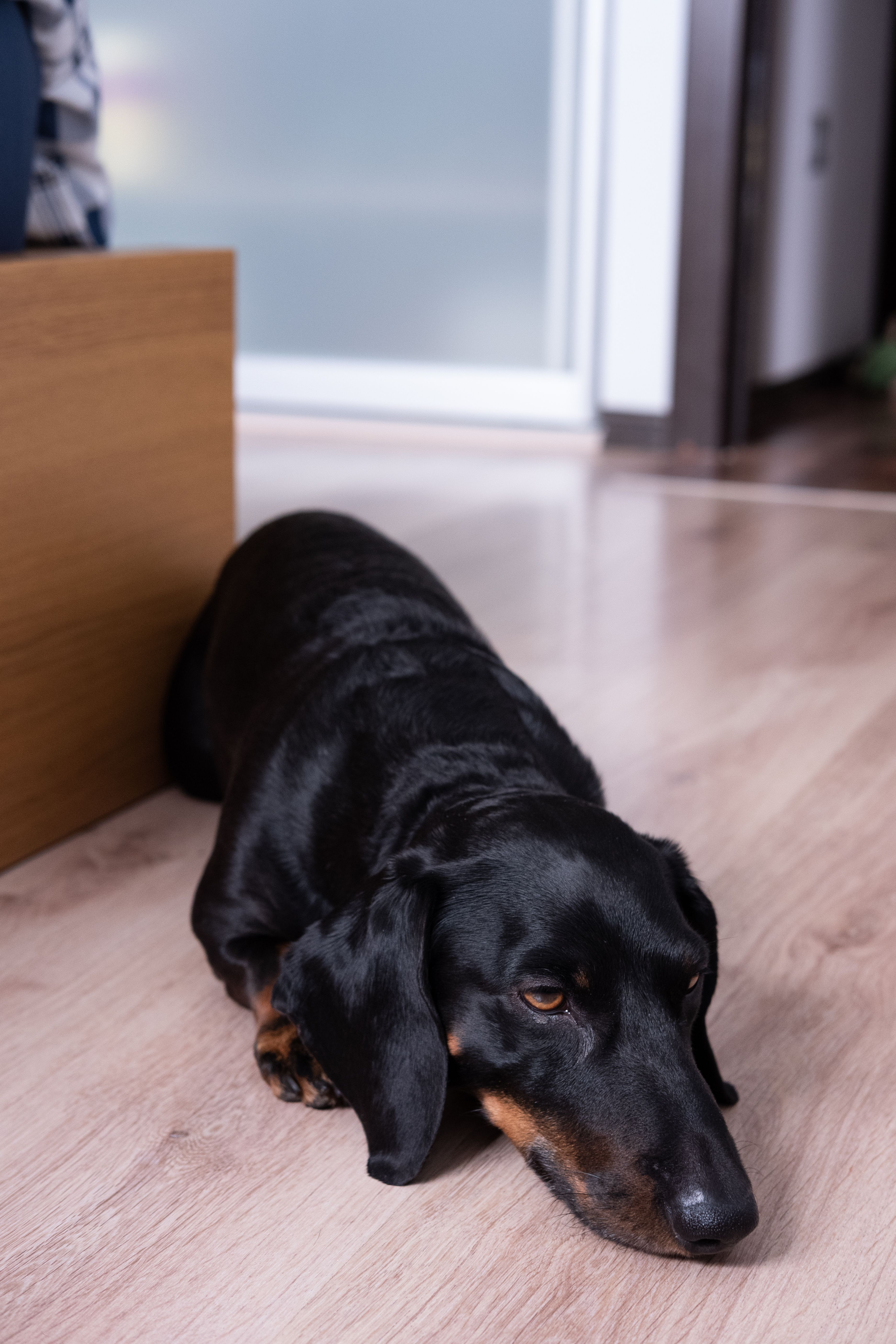Close-up of a Dachshund's calm, attentive face