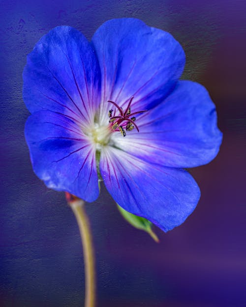 Gratis stockfoto met blauwe bloem, bloeiend, bloemachtig