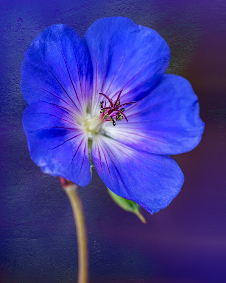 Close-Up Shot Of A Blue Pansy In Bloom